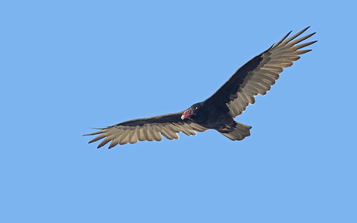 Turkey Vulture - Ryan Schain