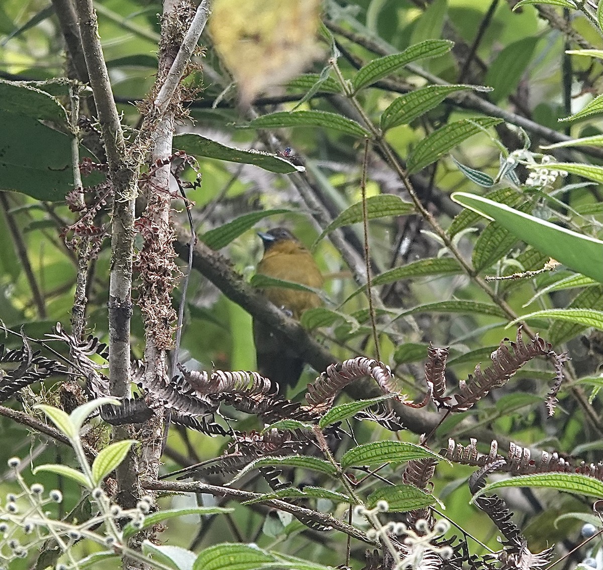 Yellow-green Tanager - ML369119391