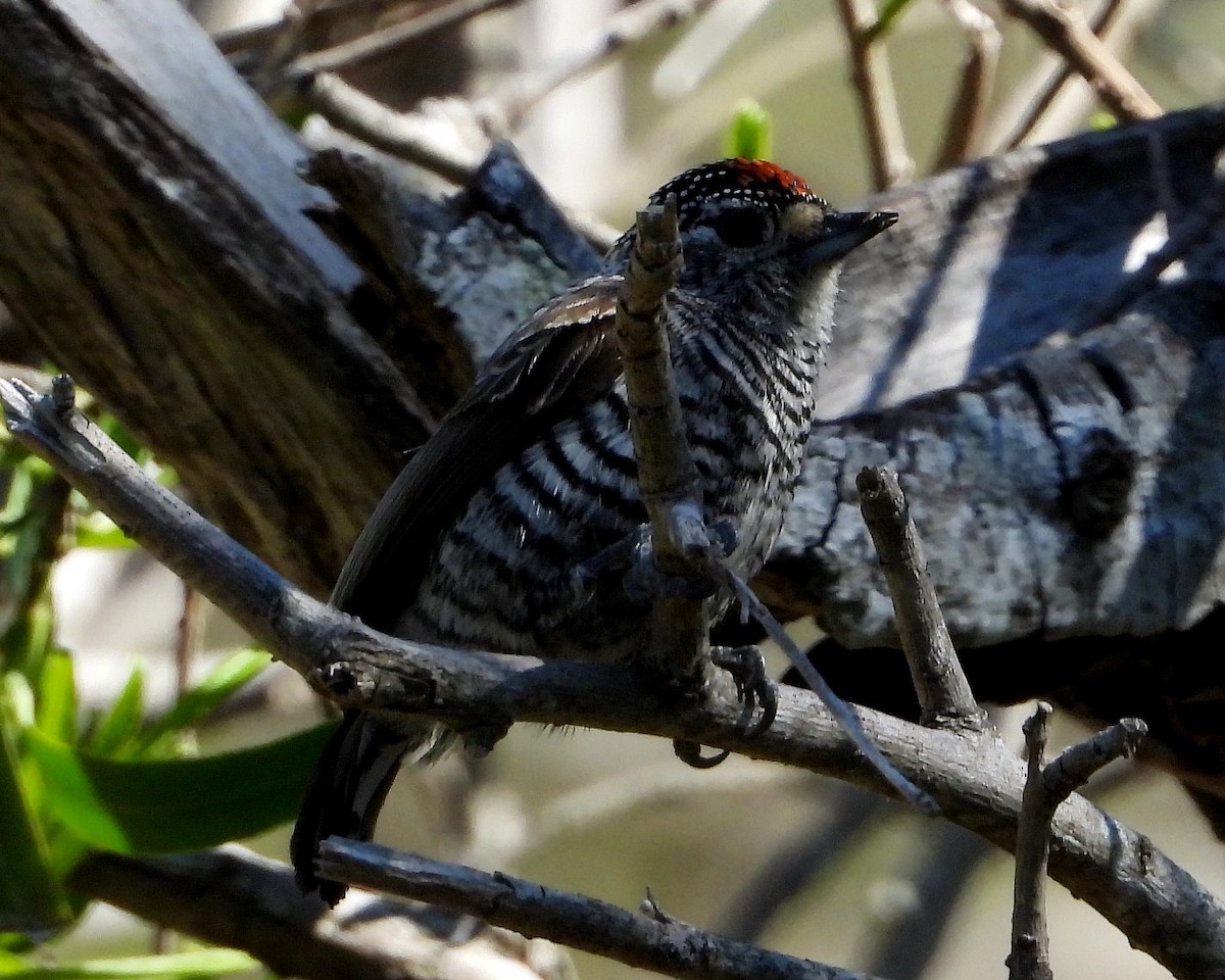White-barred Piculet - ML369120871