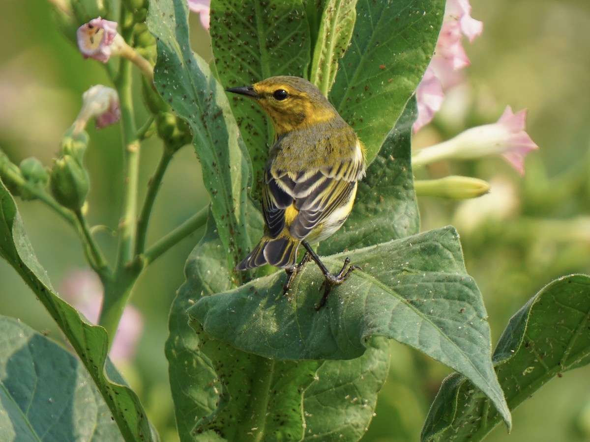 Cape May Warbler - ML369125191