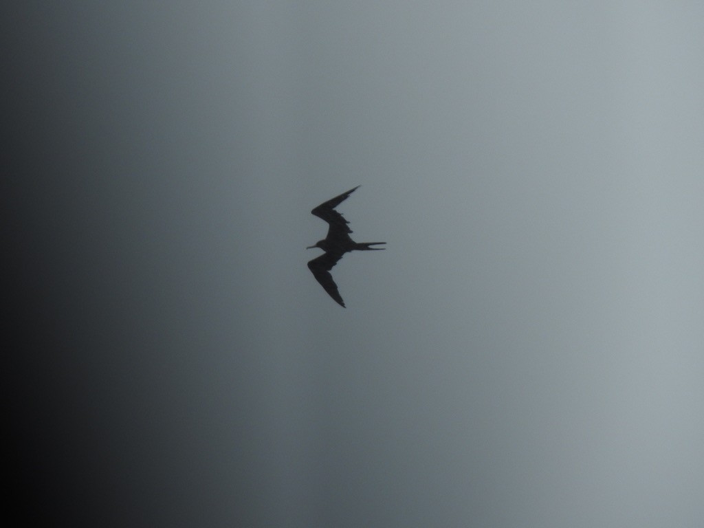 Magnificent Frigatebird - ML369127121
