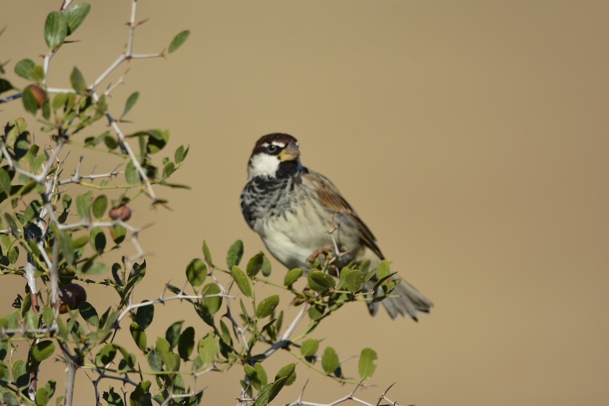 Spanish Sparrow - ML369133441