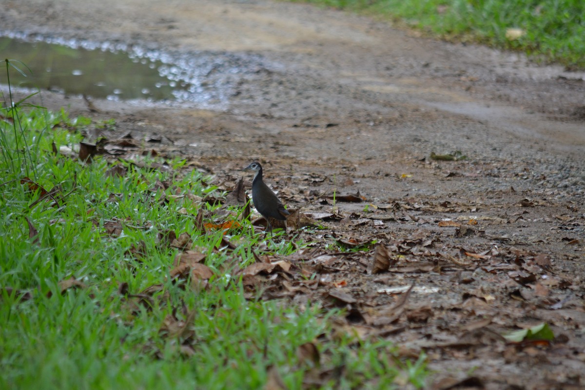 White-breasted Waterhen - Lintang Yodhy