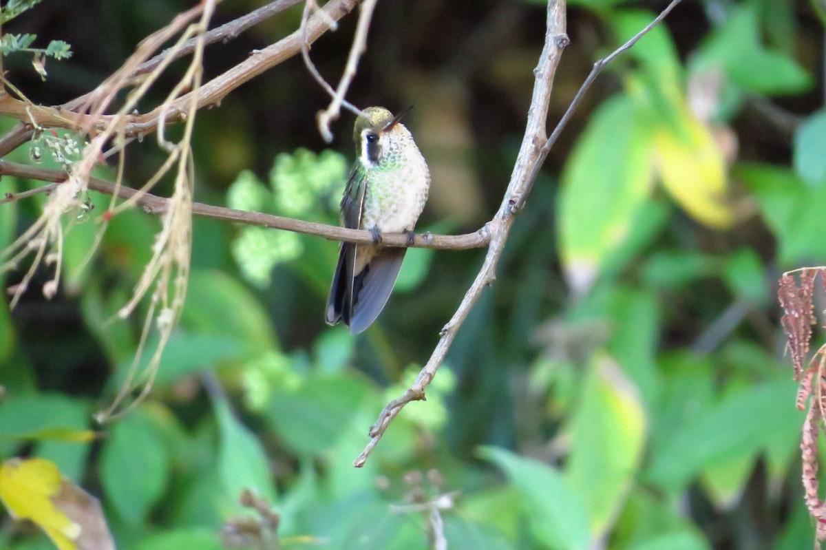 White-eared Hummingbird - Bryant Olsen