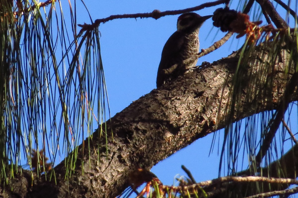 Arizona Woodpecker - ML36913831