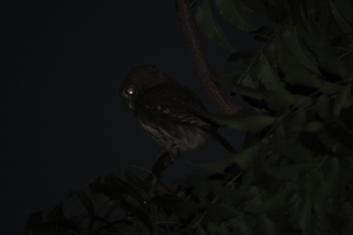Ferruginous Pygmy-Owl - Bryant Olsen