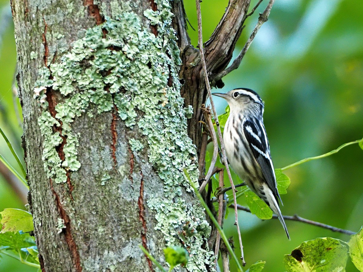 Black-and-white Warbler - ML369147151