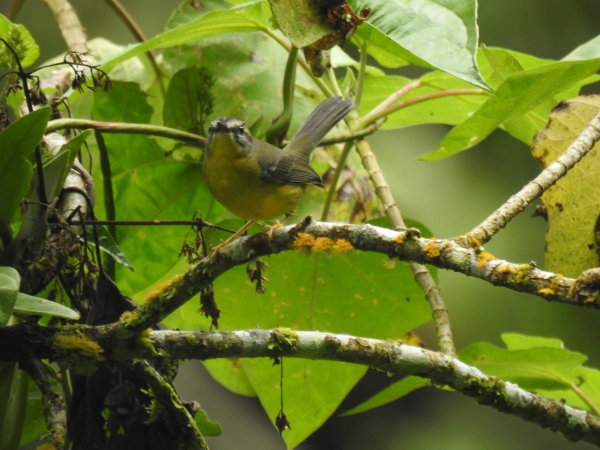 Golden-crowned Warbler - ML369150681