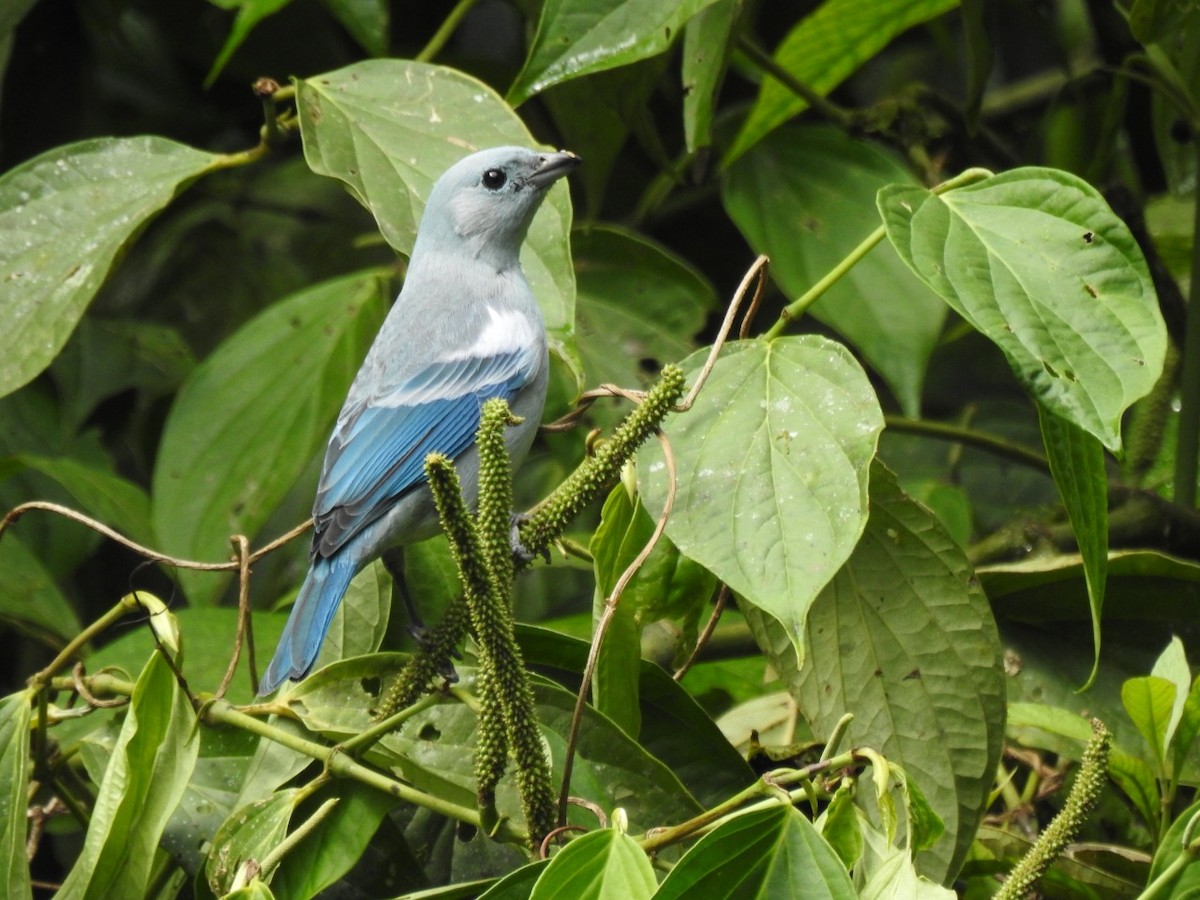 Blue-gray Tanager - ML369150751