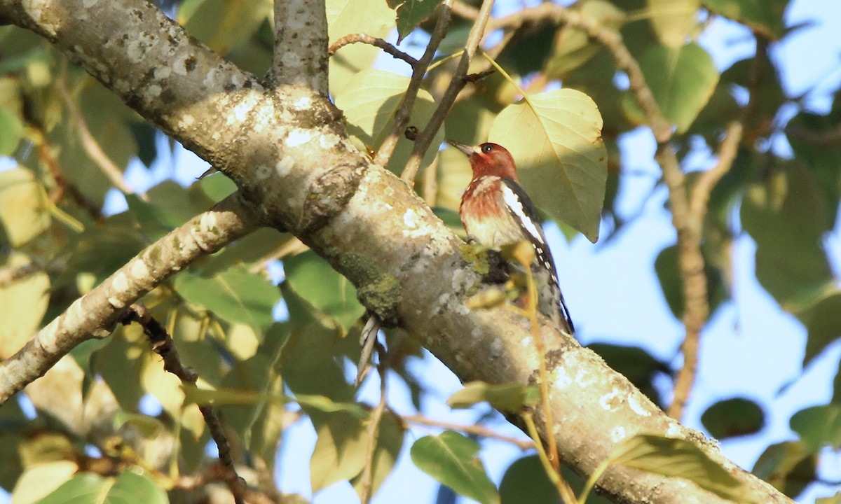 Red-breasted Sapsucker - ML369158541