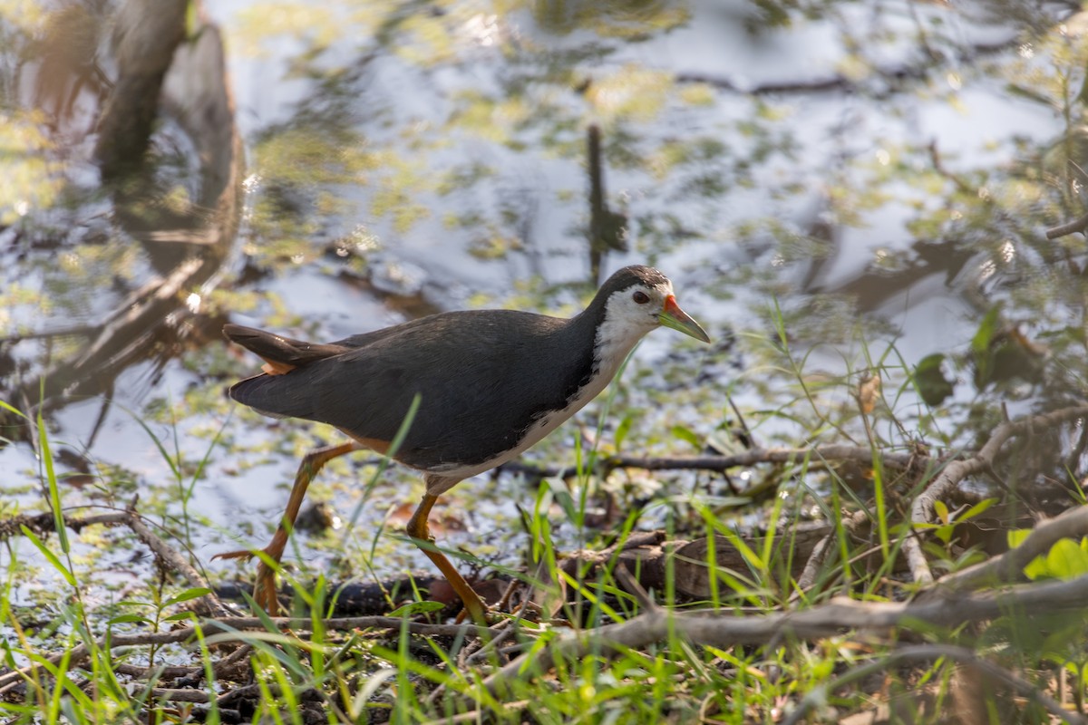 White-breasted Waterhen - Louis Bevier