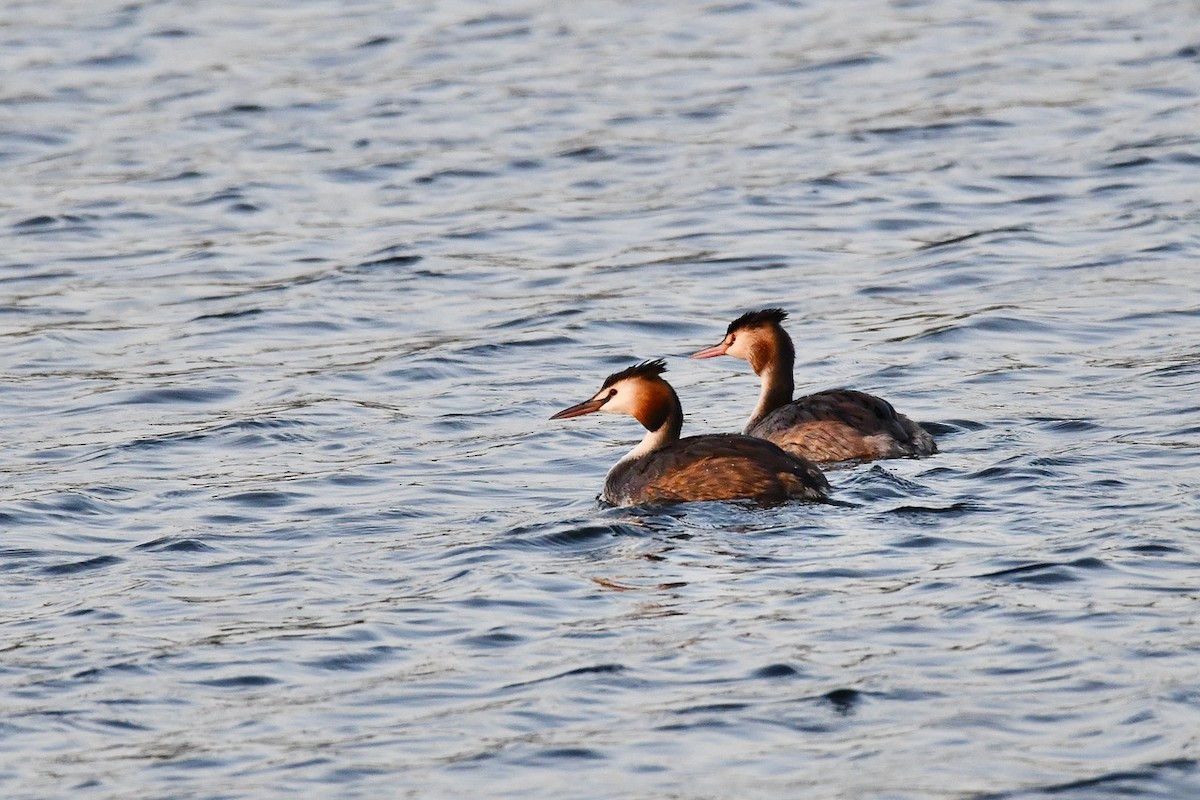 Great Crested Grebe - ML369171661