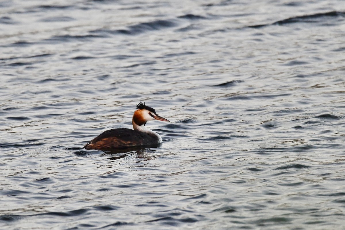 Great Crested Grebe - ML369171691
