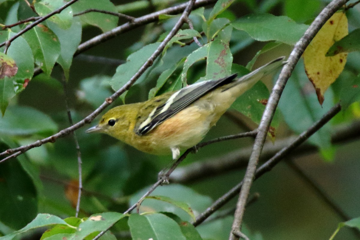 Bay-breasted Warbler - ML369174481