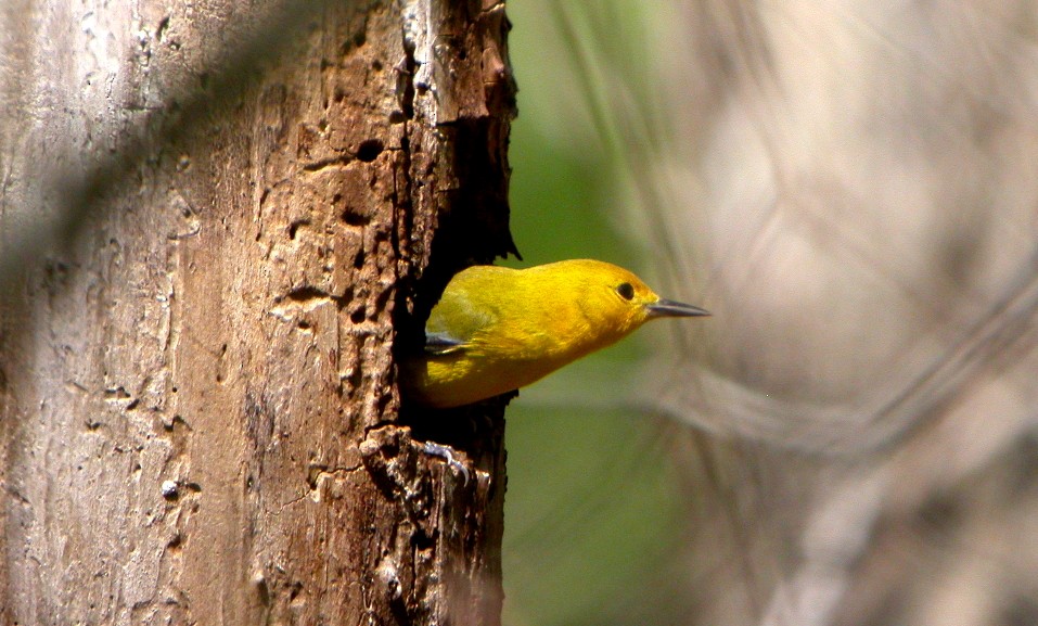 Prothonotary Warbler - Nick Anich