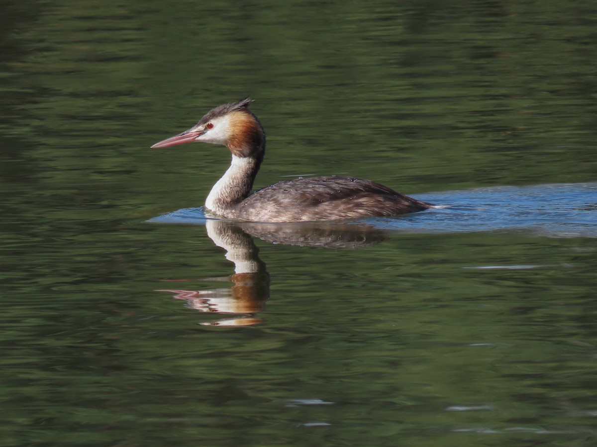 Great Crested Grebe - ML369178761