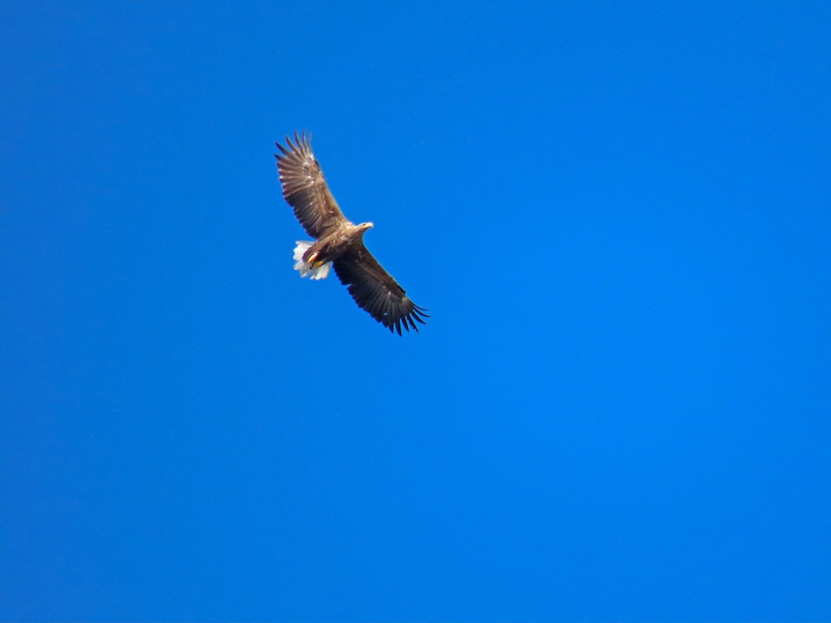 White-tailed Eagle - ML369179411