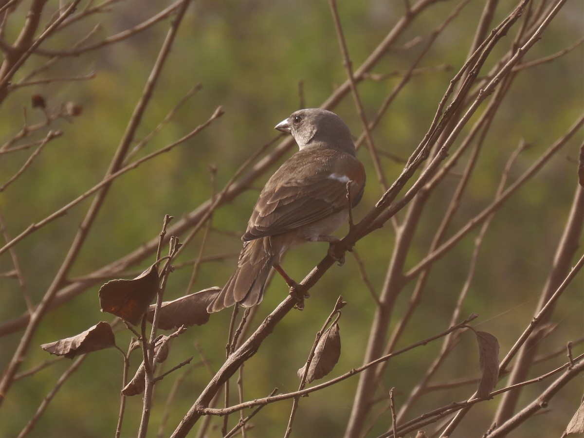 Swahili Sparrow - ML369179851