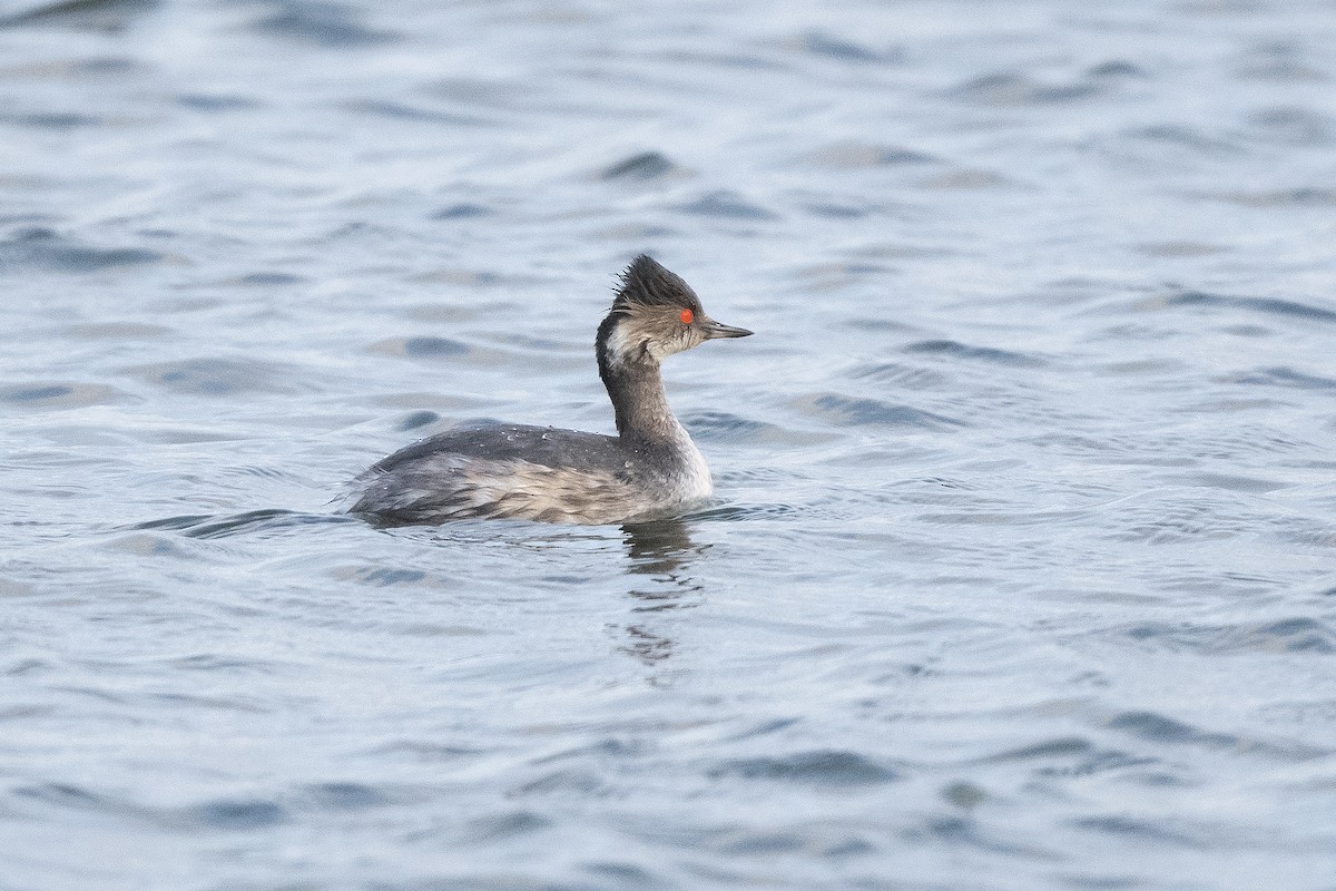 Great Crested Grebe - ML369182081
