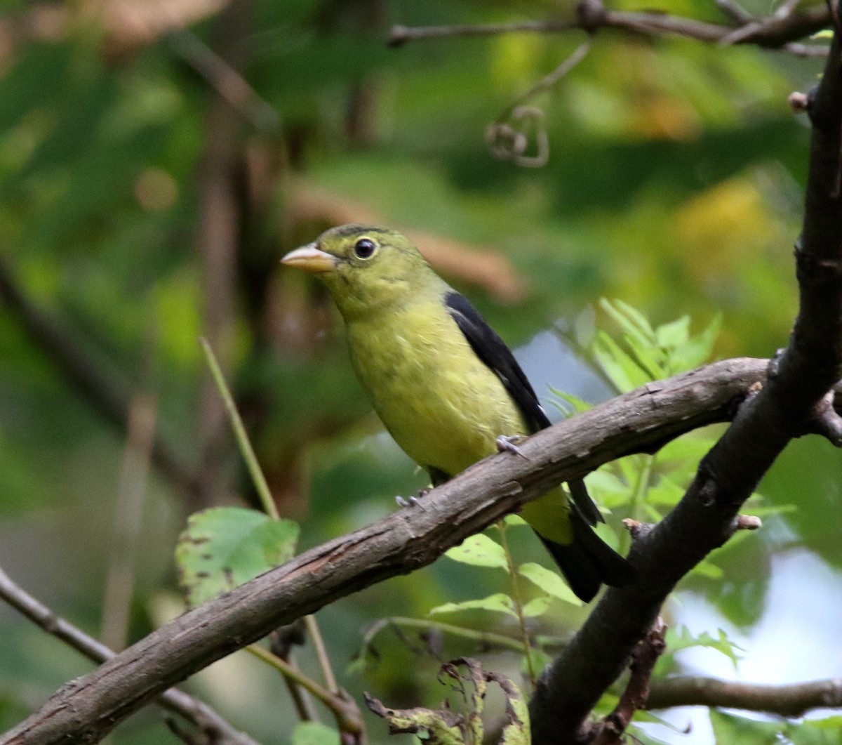 Scarlet Tanager - ML369186041