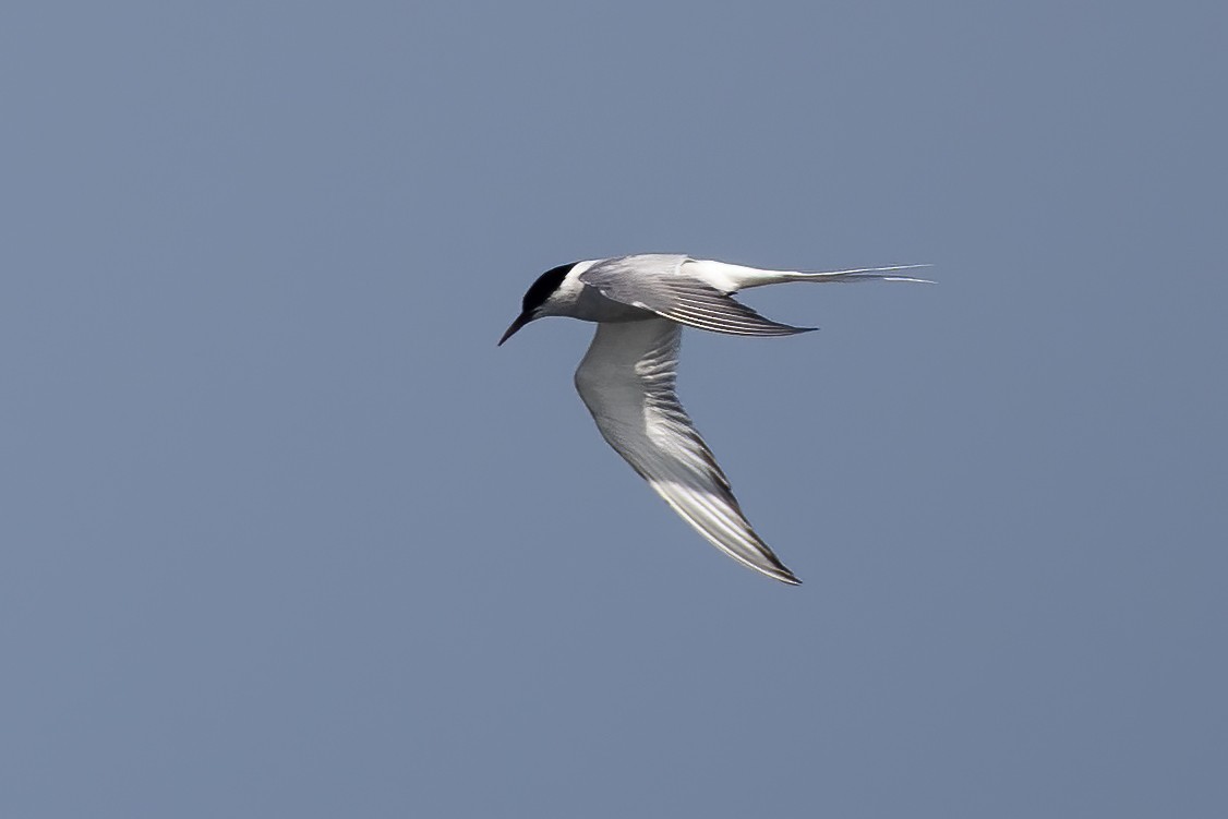 Arctic Tern - Peter Hawrylyshyn