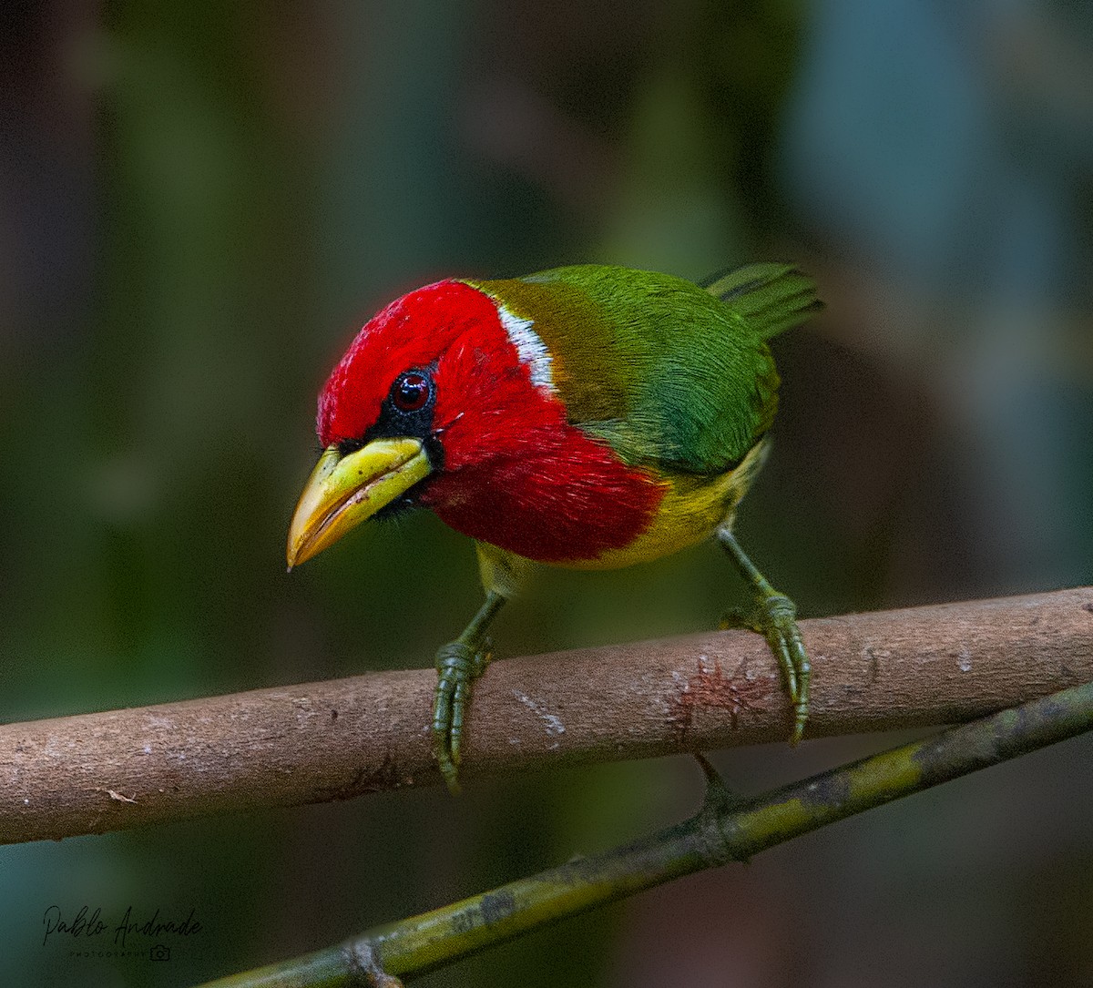 Red-headed Barbet - Pablo Andrade