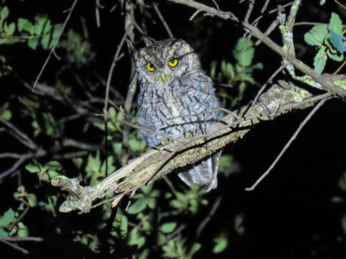 Whiskered Screech-Owl - ML369201301