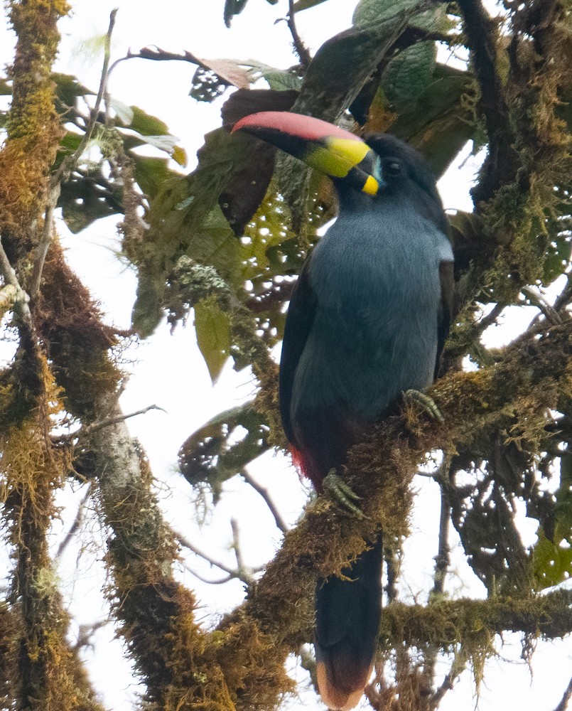 Gray-breasted Mountain-Toucan - ML369202611