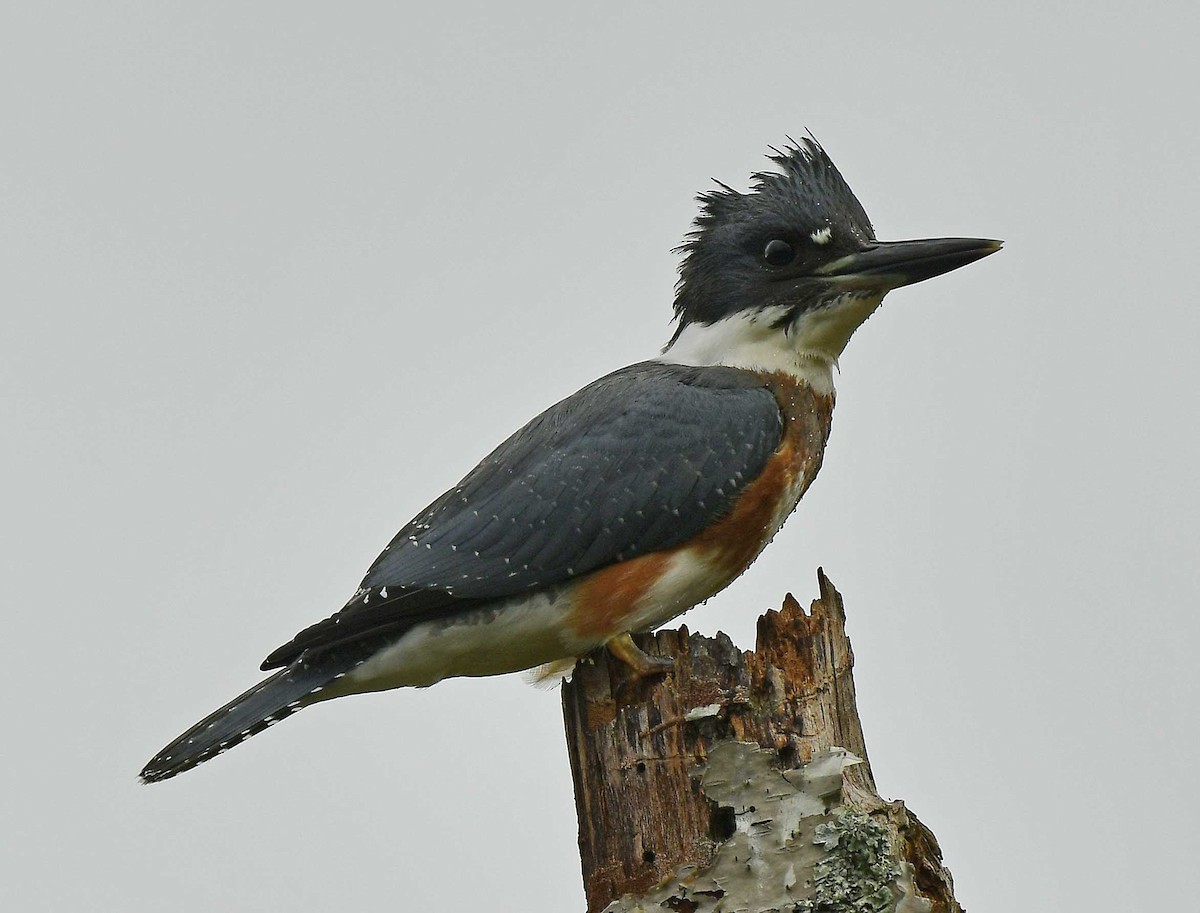Belted Kingfisher - ML369204721