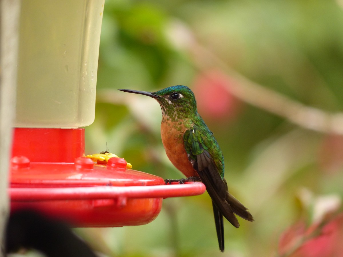 Violet-tailed Sylph - Randy Moore
