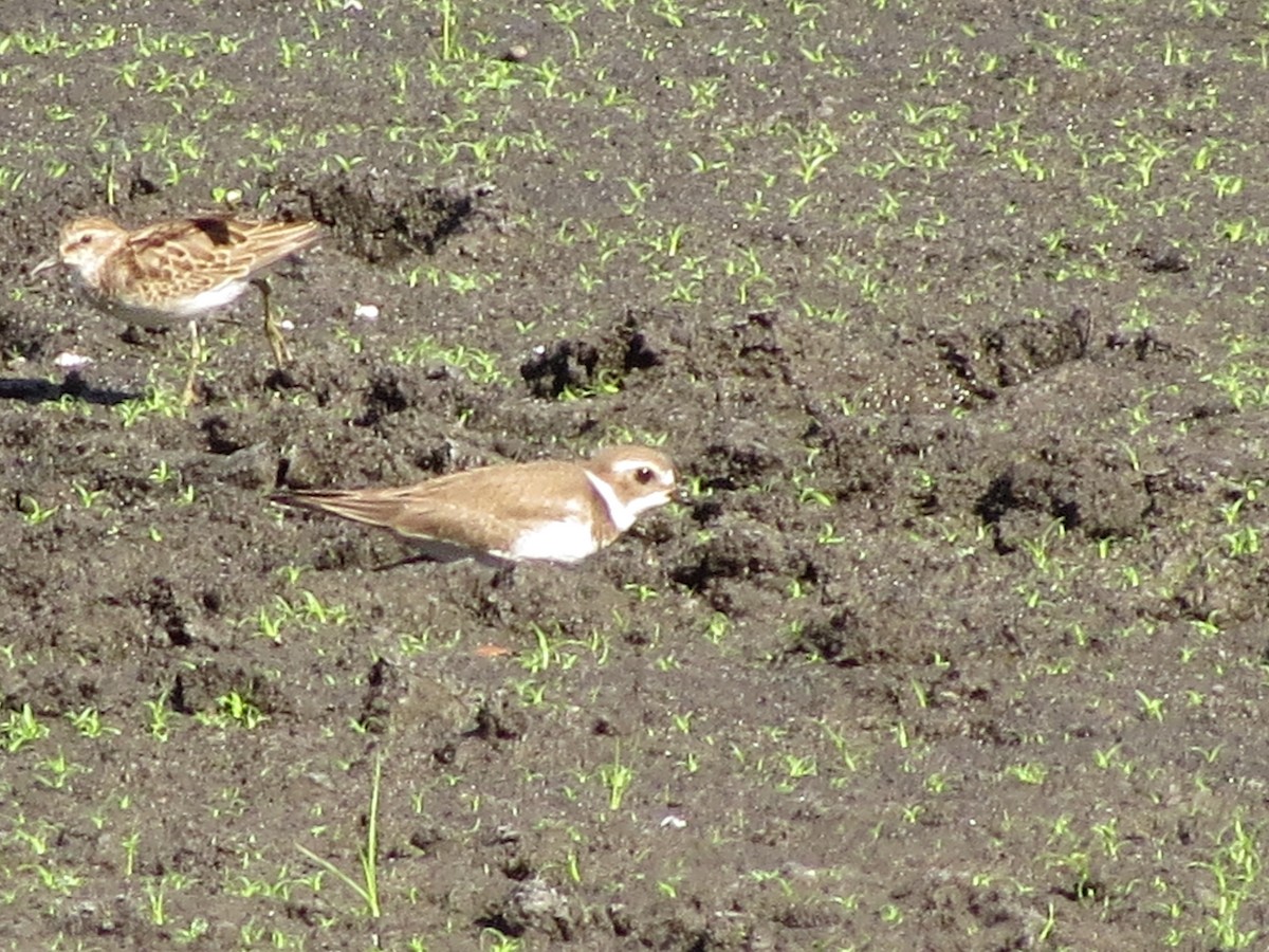 Semipalmated Plover - JP Wings