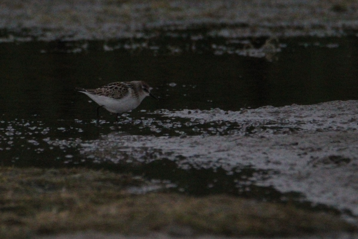 ml369212461-little-stint-macaulay-library