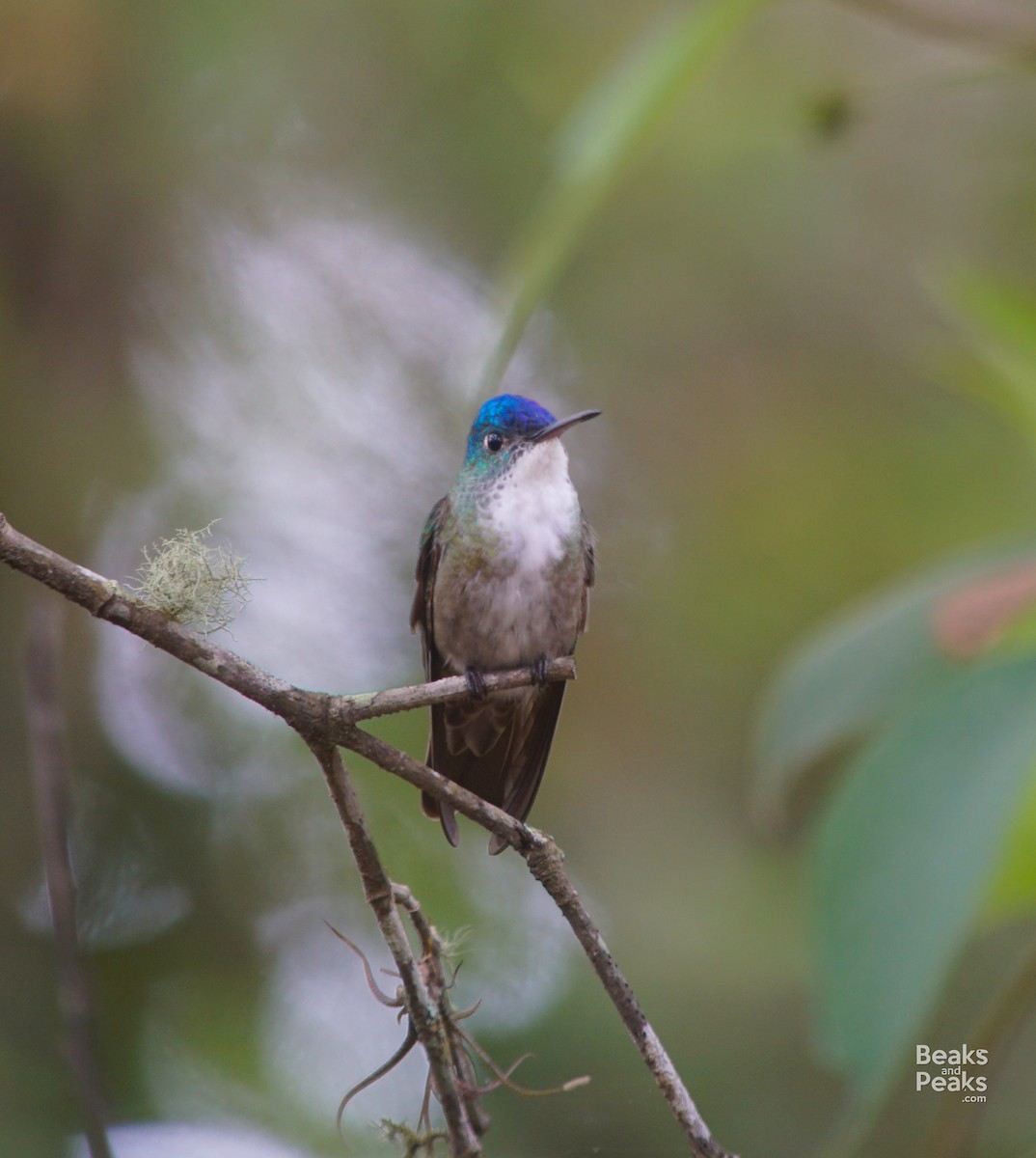 kolibřík azurovotemenný - ML36921641