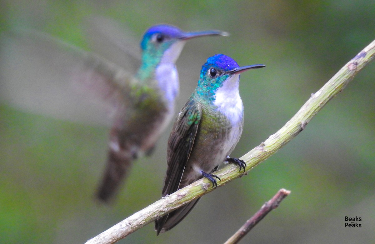 kolibřík azurovotemenný - ML36921691