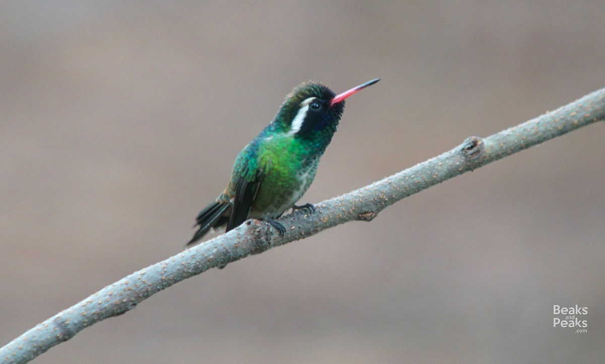 kolibřík bělouchý - ML36921861