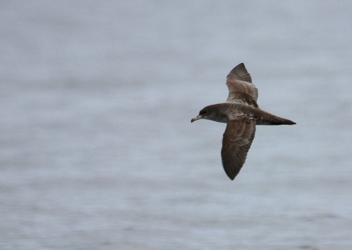 Pink-footed Shearwater - Ryan O'Donnell