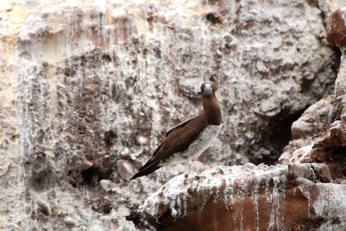 Brown Booby (Brewster's) - ML36922421