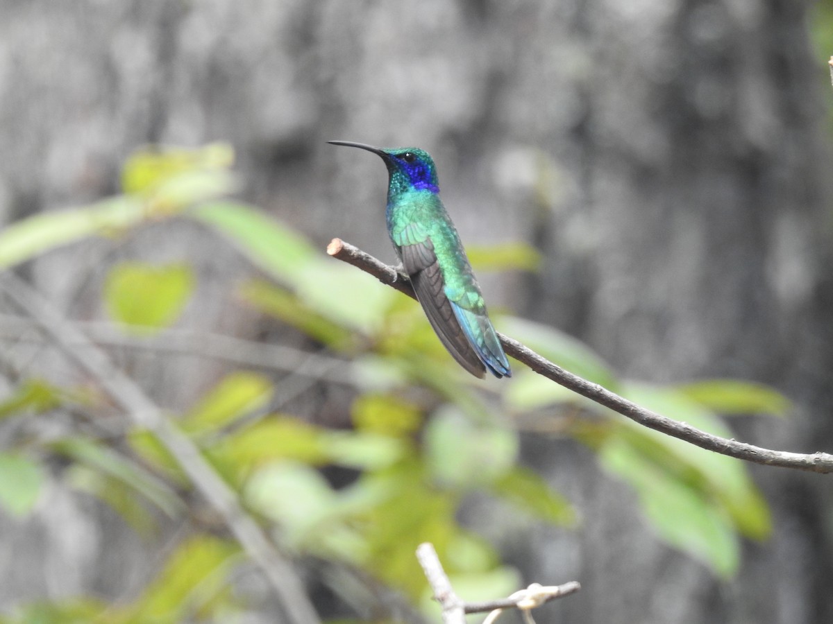 kolibřík zelený - ML36922471