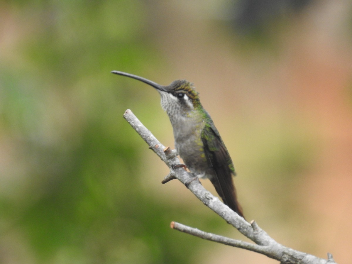 kolibřík skvostný - ML36922961