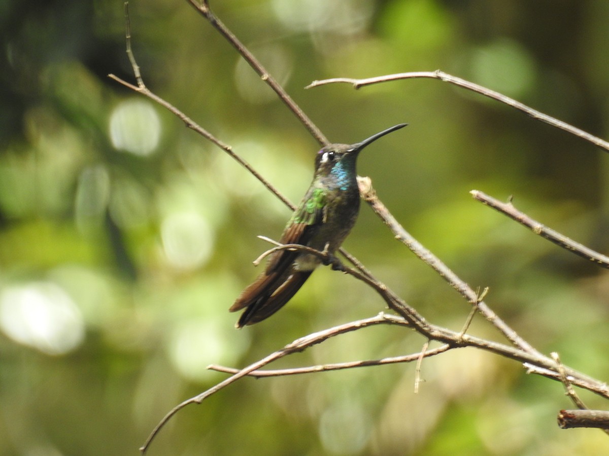 Rivoli's Hummingbird - ML36922971