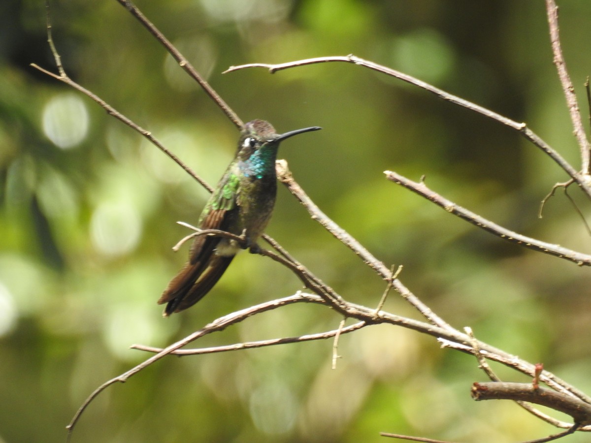 kolibřík skvostný - ML36922981