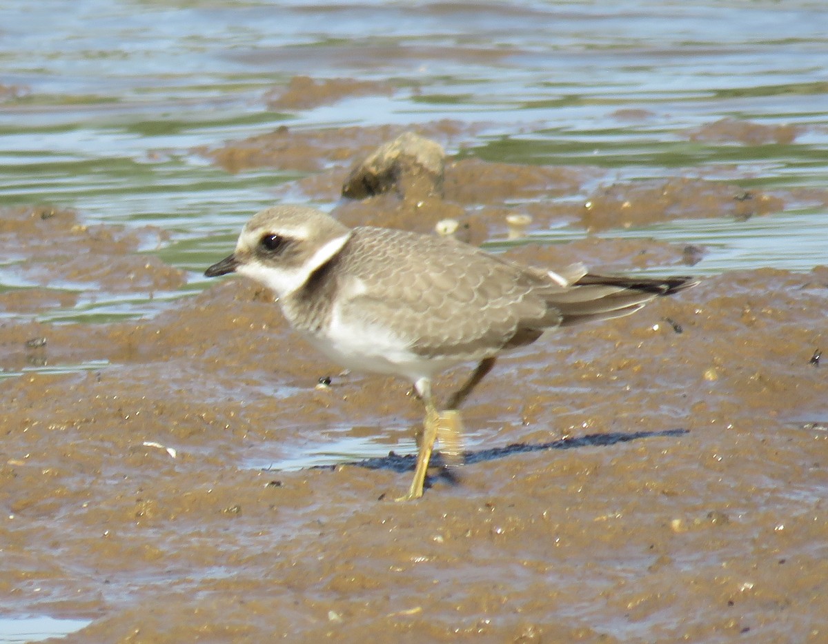 Common Ringed Plover - ML369230401