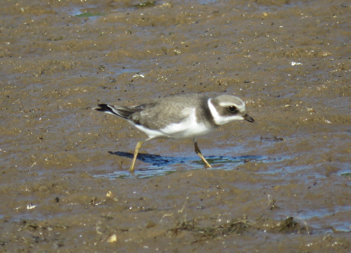 Common Ringed Plover - ML369230411