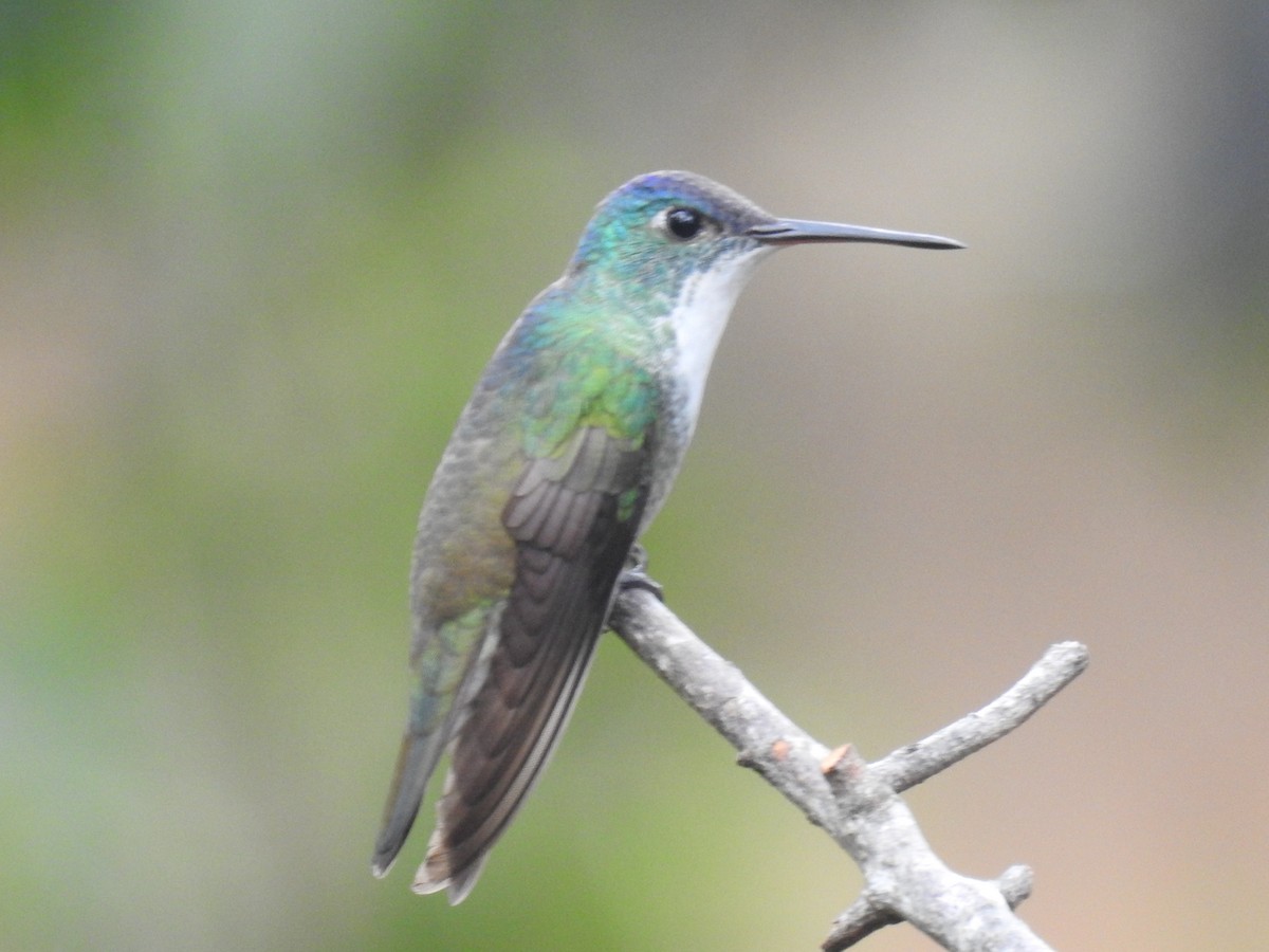 Azure-crowned Hummingbird - ML36923061