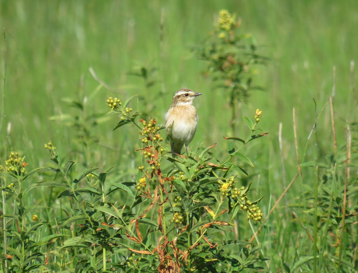 Whinchat - ML369230871
