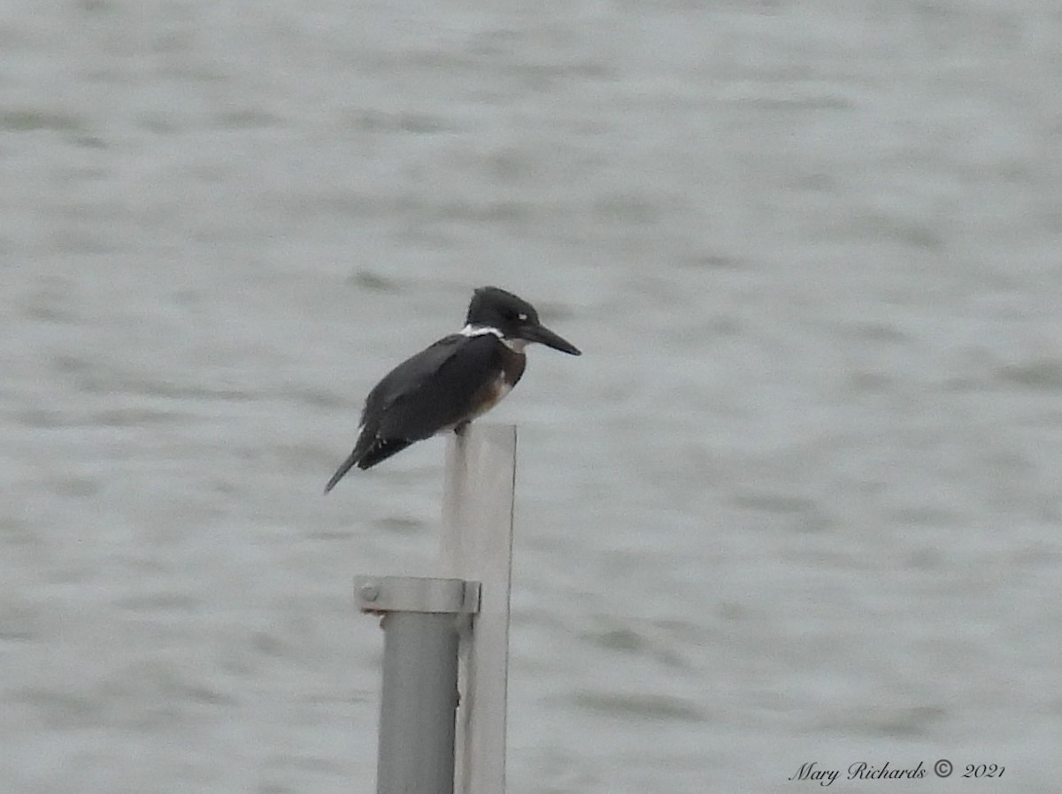 Belted Kingfisher - ML369235671