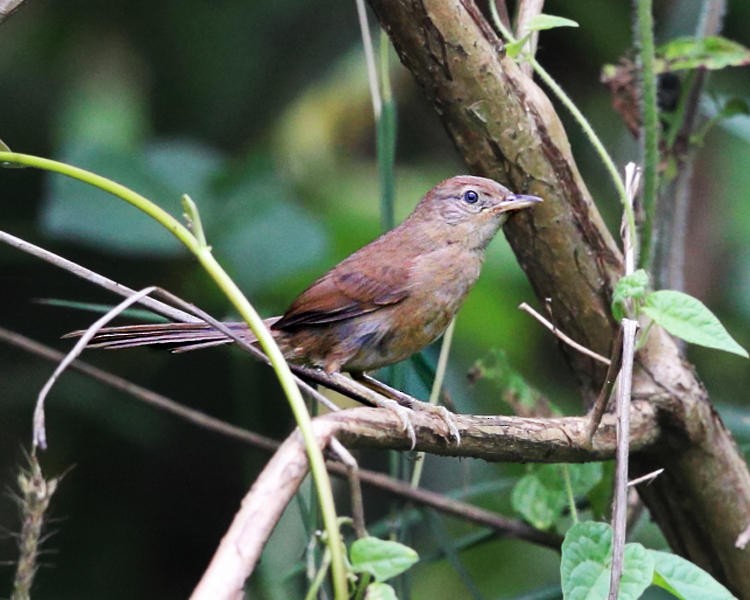 Pale-breasted Spinetail - Tom Murray