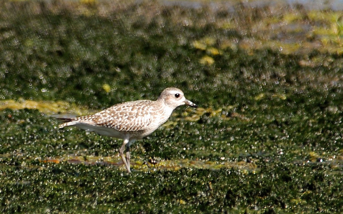 Black-bellied Plover - Ryan O'Donnell