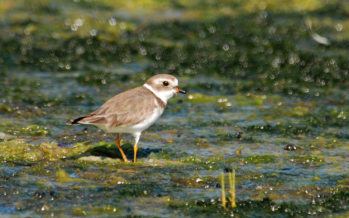 Semipalmated Plover - ML36924841