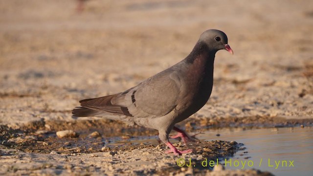 Pigeon colombin - ML369251061